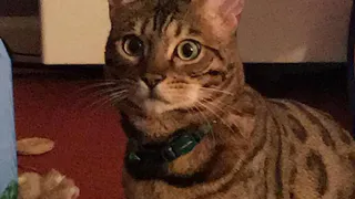 Британский кот стал звездой интернета, исполнив хит из 90-х