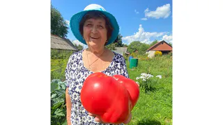 Жительница рязанского Старожилова Лидия Остроумова вырастила гигантский помидор