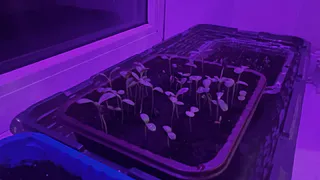 Забудьте про химию из магазина: ваша аптечка уже хранит всё для шикарной рассады
