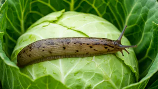 Для огромного качана - первым делом: 3 ст. л. на ведро воды  и слизни убегают в ужасе — подкормка за 20 рублей  