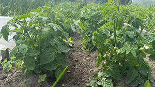 Томаты начали цвести — кладу в теплицу 1 вещь — забудете о пустоцветах, все кусты обильно покроются завязями