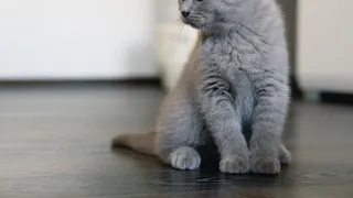 Как подружиться со своей кошкой: восемь научно доказанных способов завоевать её доверие