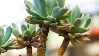 Для насыщения листов толстянки — первым делом: 1 стакан в горшок — и суккулент мясистый и "жирненький" 