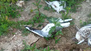 Ветеринары выясняют причины массовой гибели чаек в Рязани