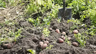 Популярный сорт картофеля "Гала": идеальный выбор для садоводов