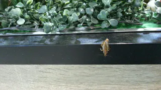 В ресторане "Глобус" рязанцев приветствовал таракан