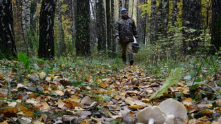 Опознанию не подлежит: в селе Затишье обнаружили человеческие останки
