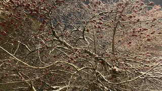 30 ноября принесет в Коми метель на северо-восток и мокрый снег в остальные районы