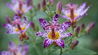 Соседи сажают пионы — я выбрал эти 7 редкостей: сад превратился в ботанический парк