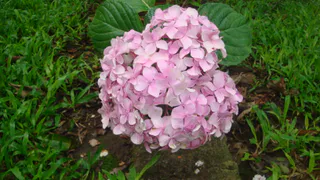 Не куст, а букет невесты: это растение будет радовать бутонами до середины осени — розы померкнут на его фоне