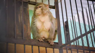 Чудеса родной Рязани. Как обезьянка подняла на уши 70 сотрудников МЧС, беспилотник и тепловизор