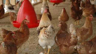 Одна обработка – и в курятнике не будет клещей и блох: несушки счастливы и довольны – доступное аптечное средство