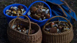 Осенний гриб, который незаслуженно обходят стороной: вкусный до безумия