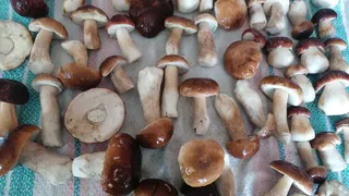 Родственник рыжика - плотный, сладкий и мясистый: грибники его почти не собирают, а зря!