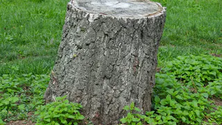 Мэрия Рязани не смогла купить импортную машину для выкорчевывания пней в городе