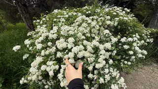 Этот эффектный многолетник не просит ни капли воды, но цветет как безумный: подкормки не нужны годами