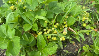 «Воскрешаю» старую клубнику не пересаживая - 5 обычных действий вернут силу истощенным кустам