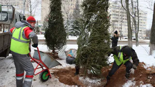 На площади Победы во Владимире высадили новые ели