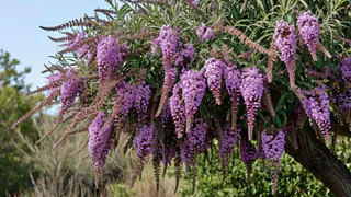 Роскошный лиловый фонтан из ароматных гирлянд весь сезон: неприхотливый кустарник растет даже на скудных почвах и не требует большого внимания