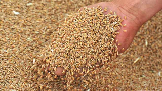 В Пензенской области 38-летний мужчина украл более 400 кг пшеницы