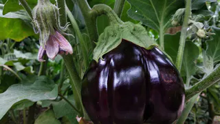 Томатам и баклажанам в июле — беспощадная "стрижка": они могут согнуться от урожая, а я зимой пировать буду