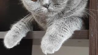 Пушистый иждивенец: завтра - объявление результатов конкурса