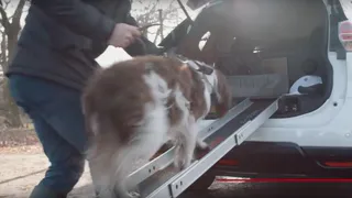 Nissan представил автомобиль, который понравится рязанским собачникам