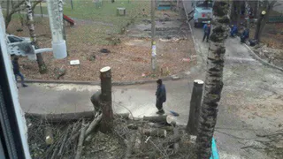 На улице Крупской вместо роскошных деревьев торчат обрубки