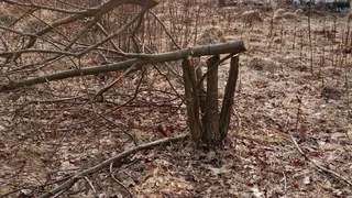 В Кольчугине возбуждено уголовное дело о незаконной вырубке дубов в экопарке