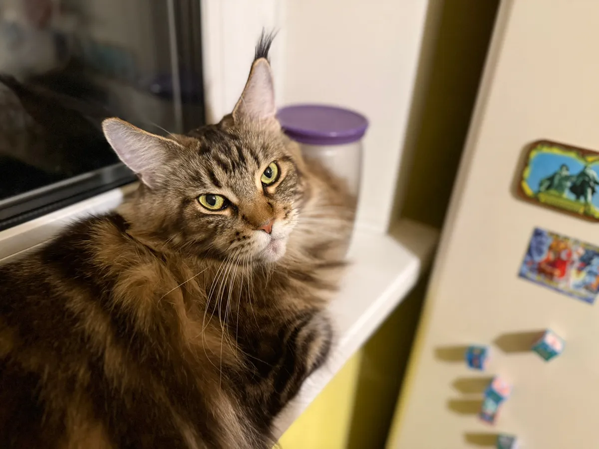 5 эффективных способов, как дать таблетку кошке: безопасно и быстро