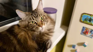 Как долго кошка помнит первого хозяина, если ее отдали новым владельцам - зоопсихологи удивили ответом