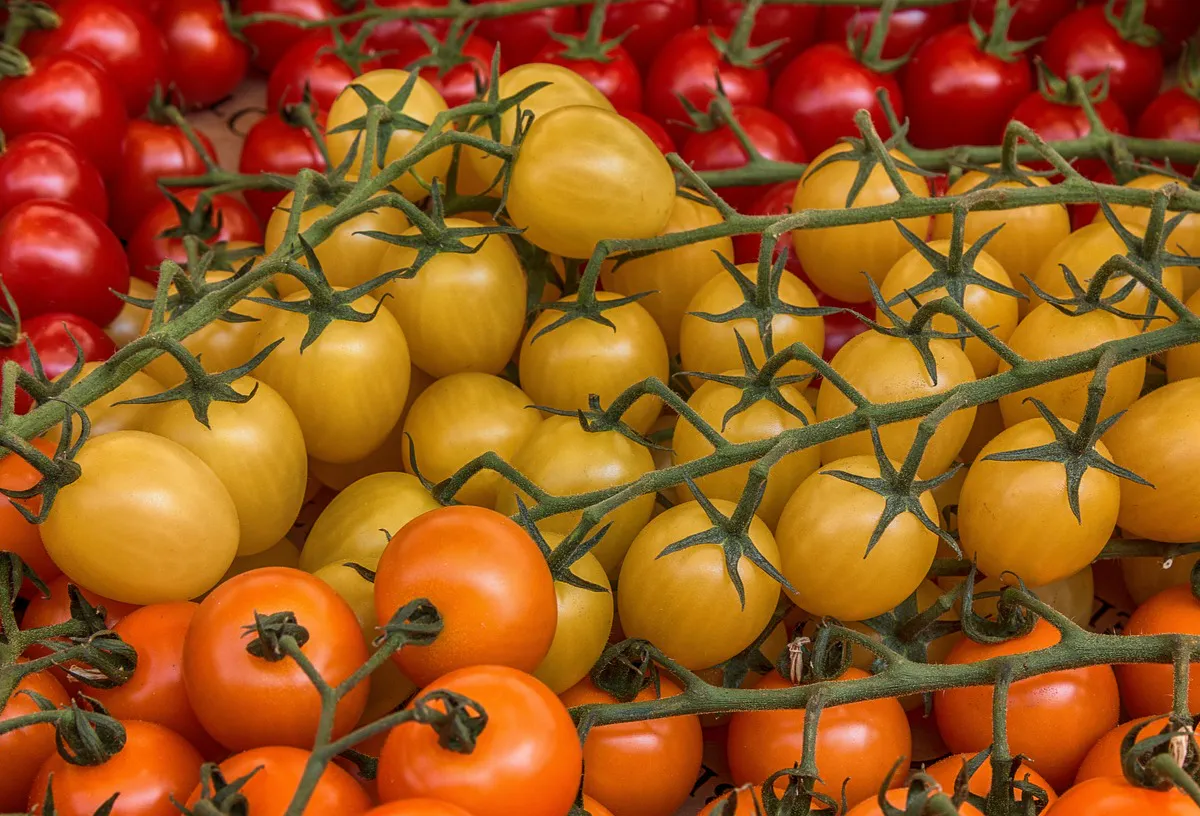 15 килограммов с куста - сладкие как мед: топ 3 сортов желтых томатов-черри