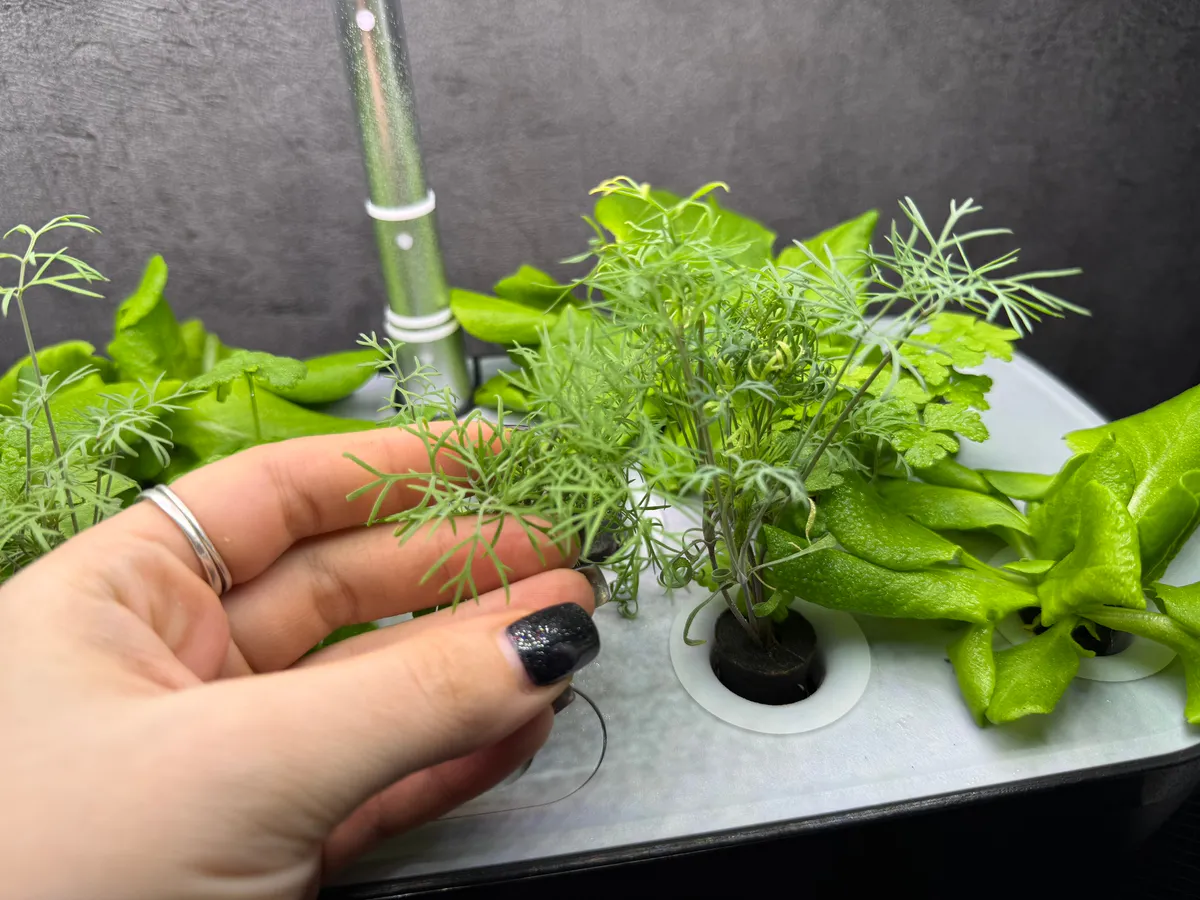 Попробовала этот способ выращивания укропа и больше не возвращаюсь к старому — всходит бодро и растёт без капризов