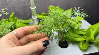 Попробовала этот способ выращивания укропа и больше не возвращаюсь к старому — всходит бодро и растёт без капризов