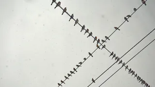 В Рязань прилетели дрозды