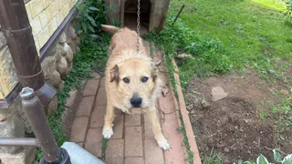 Выбрали этот цвет собаки — и перемены в жизни пошли одна за другой: как окрас влияет на судьбу