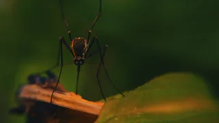 В Окском заповеднике стало втрое меньше комаров