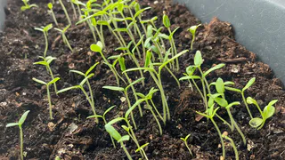 Льем это в томаты и перцы - и через пару дней получаем мощную и здоровую рассаду: лайфхак от умелого дачника