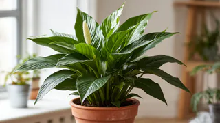 Добавьте 1 гр на литр воды — и спатифиллум оживет: листья станут как блюдца, а цветение не прекратится