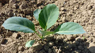 Черемуховые заморозки обрушатся на Россию и уничтожат весь урожай: синоптики предупредили о кошмаре