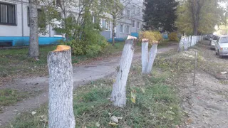 В Дятьково вырубили живописную березовую аллею