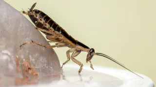 Раскидываю по углам – тараканы выскочили из дома как сумасшедшие: безопасно для детей и животных