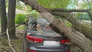 Заднее стекло всмятку: в Рязани на автомобиль упало дерево