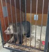 Отсутствуют поилки, а у корма истек срок годности: в рязанском цирке обнаружили нарушения