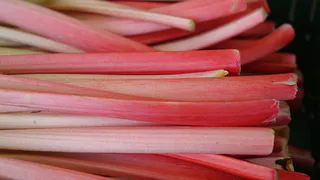 Ревень: мифы о пользе и скрытые опасности