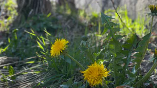 Температура до +22 продержится в Челябинской области еще пару дней