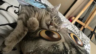 Кошка прощается с хозяином навсегда: увидеть эти знаки легко - четкие сигналы тем, кто умеет их считывать