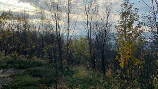 В Коми восстановили леса на всей площади, утраченной из-за вырубок и гибели насаждений