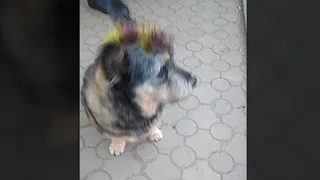 Punks not dead: в Рязани сфотографировали собаку с цветным ирокезом