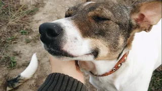 Дай лапку: Адель, Тильда и Рыжик ищут хозяев